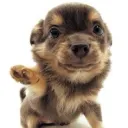 fawnpawn