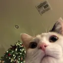 bubbly_peacock_85632