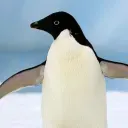 derpytsumtsum