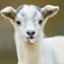 the_mountaingoat