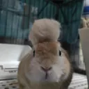 boss_of_768