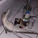 Crockito 🐊