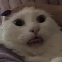 1murr