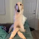 lilszv