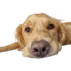 praviri