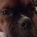 boxersrbest8