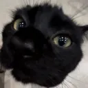 _katzenn