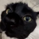 _katzenn