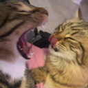 avatar mavi ᓚᘏᗢ