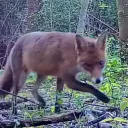 foxa59
