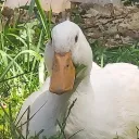 thecrazycabbage