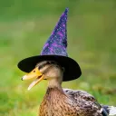 thecrazycabbage