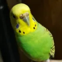 abbinormal8