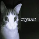 user554