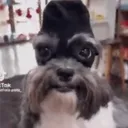 zek_etteck