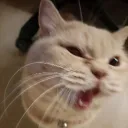 bingbingt4ng