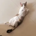 ggpenguin