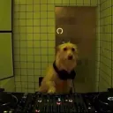 quezydilla