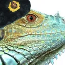 comradeiguana