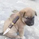 inushinobi