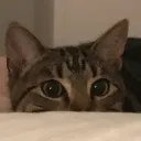 emmabunnyhall