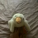 amorikosik
