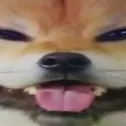 cattywat