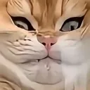 vampiirata