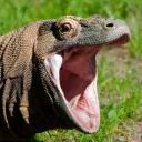 tacuzzu