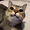 tehnet