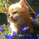 avatar ༘⋆KNal 𓆩⟡𓆪