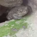 konnake