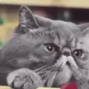 grumpycattt