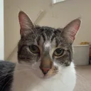 jqycat