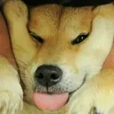 eldogeswagxd8198
