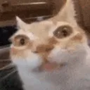 matt3dcat