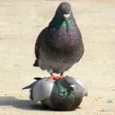 dasreh