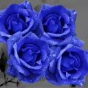 blueroses4u