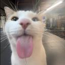 https://cdn.discordapp.com/avatars/610941771605737494/71854b219a80b0c91dc828183e4e7d6d.jpg?size=128