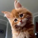 soulofredcat