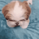 catinthehat2014