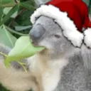 eucalyptusleaves