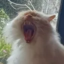 groghyunk