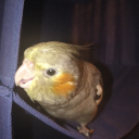 avatar LeoTheGhoul(puppy)