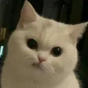 xovirs