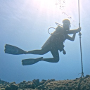 avatar Tigerstarlighter