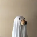 woofy3261
