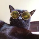 fooisntcat