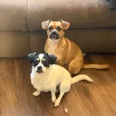 gif.king