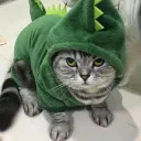 gatovanilla